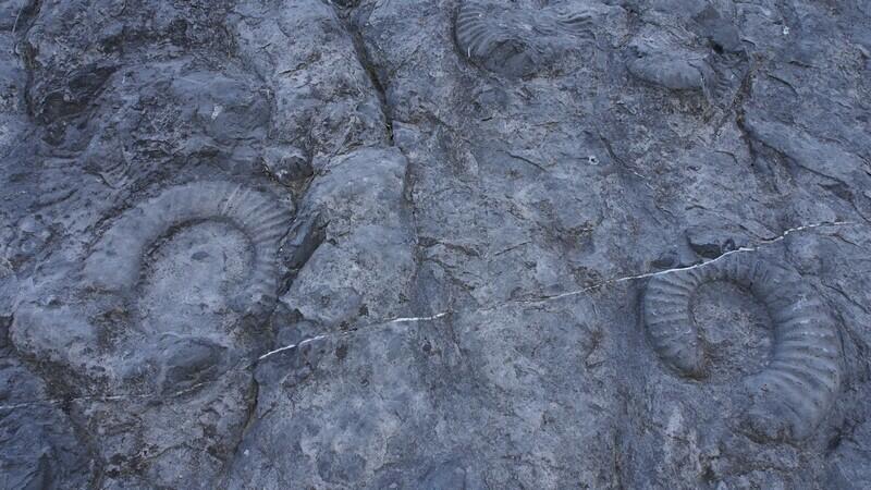 dalle aux Ammonites dalle aux Ammonites